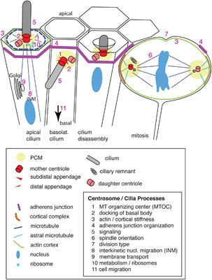 Primary Cilia and Centrosomes in Neocortex Development